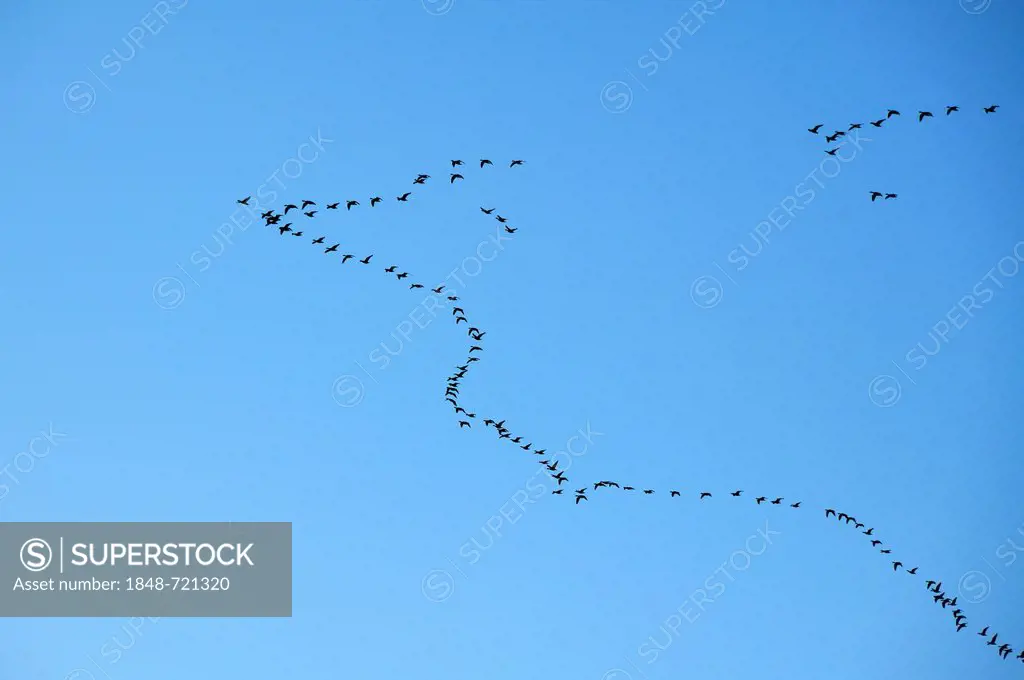 Mallards or wild ducks (Anas platyrhynchos), flying in arrow-shaped formation against a blue sky, Voegelsen, Lower Saxony, Germany, Europe