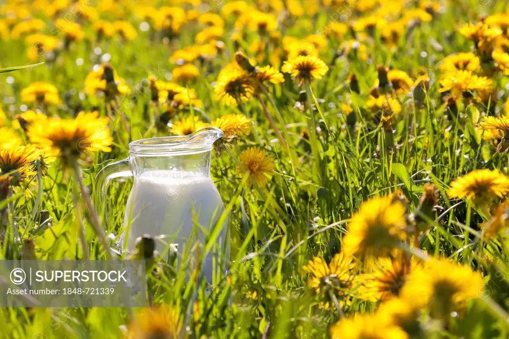 Still life, jug of milk on a lush meadow with flowering dandelions, Saxony, Germany, Europe