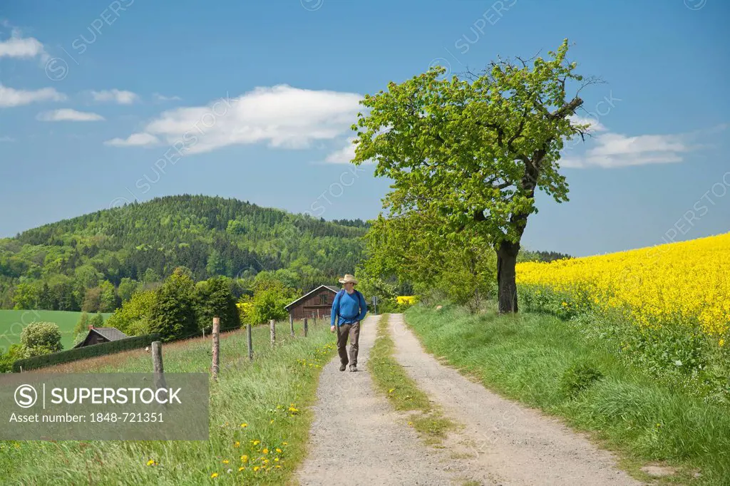 Hiker on a dirt road in Gossdorf, looking towards Gickelsberg Mountain, Saxon Switzerland, Saxony, Germany, Europe