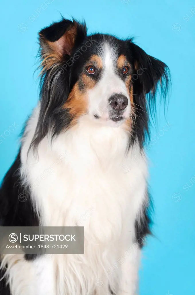 Crossbreed of Bernese Mountain Dog and Collie, portrait, in front of turquoise