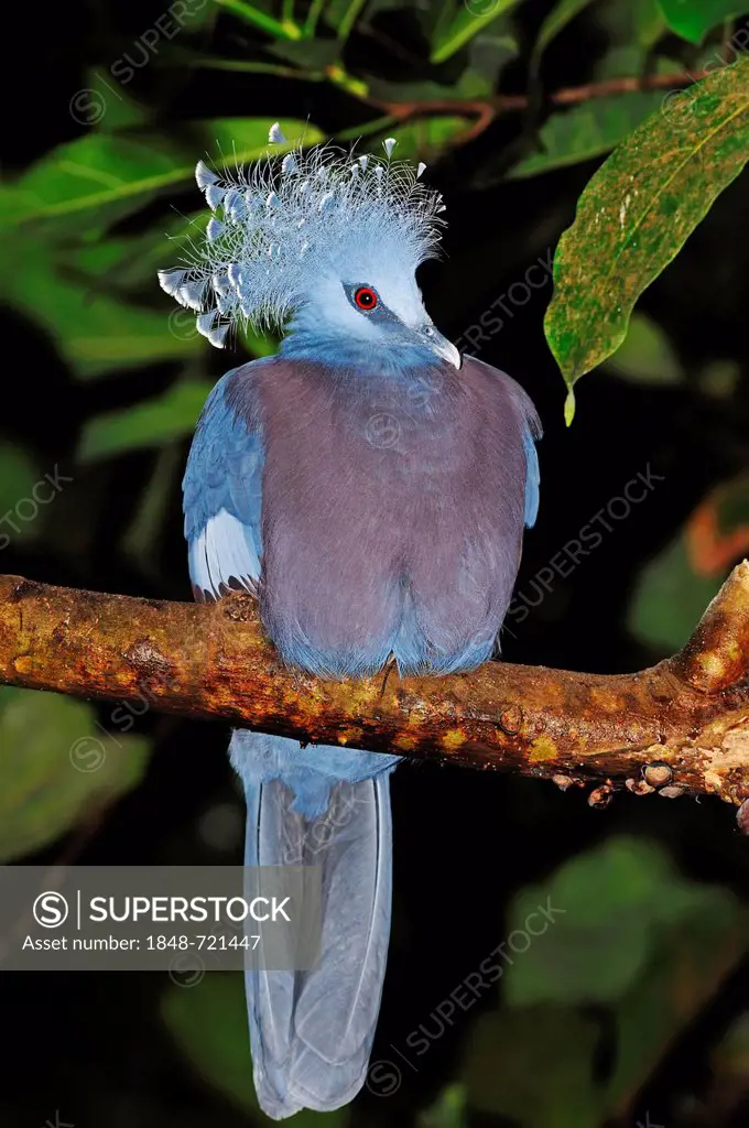 Western Crowned Pigeon, Common Crowned Pigeon or Blue Crowned Pigeon (Goura cristata), Asian species, captive, North Rhine-Westphalia, Germany, Europe
