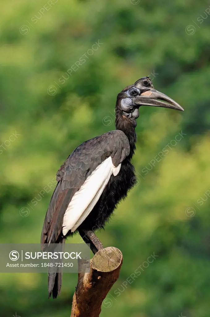 Abyssinian Ground Hornbill or Northern Ground Hornbill (Bucorvus abyssinicus), female, African species, captive, Czech Republic, Europe