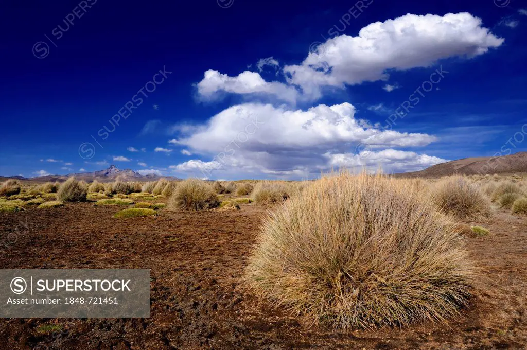Peruvian Feathergrass (Stipa ichu) against a cloudy sky, Sajama National Park, La Paz, Bolivia, South America
