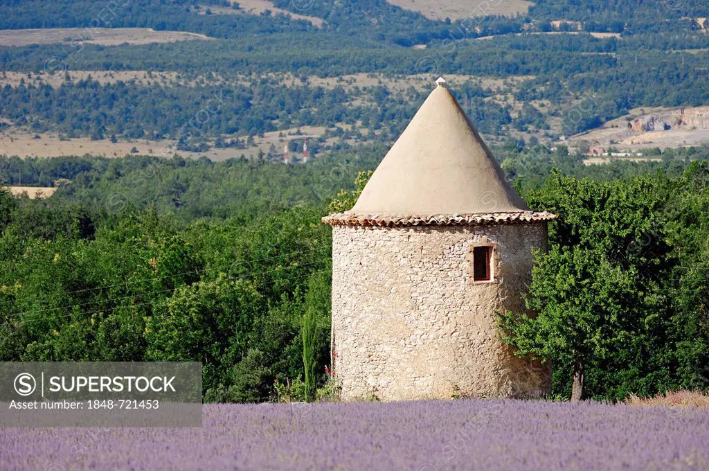 Blooming field of Lavender (Lavandula angustifolia) and a stone tower, Vaucluse, Provence-Alpes-Cote d'Azur, Southern France, France, Europe, PublicGr...