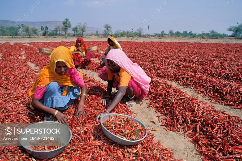 Women during the chili harvest, Madhya Pradesh, India, Asia
