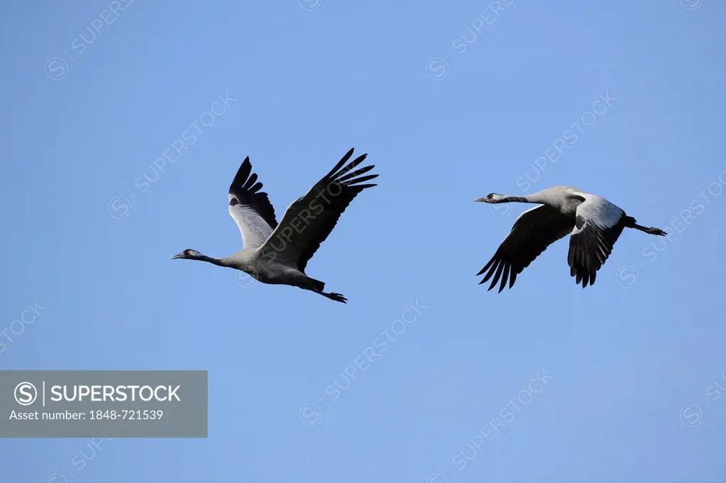 Cranes (Grus grus) in flight, Guenzer Lake, Bodden Landscape National Park, Mecklenburg-Western Pomerania, Germany, Europe