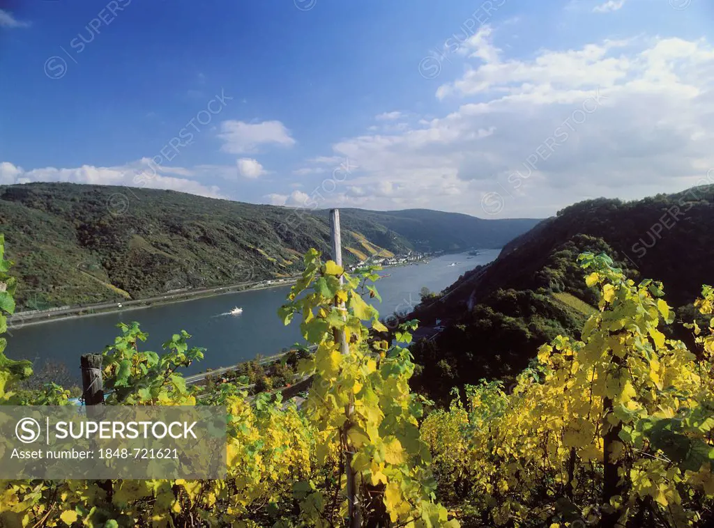 Vineyards on the Rhine, Kaub, Rhineland-Palatinate, Germany, Europe