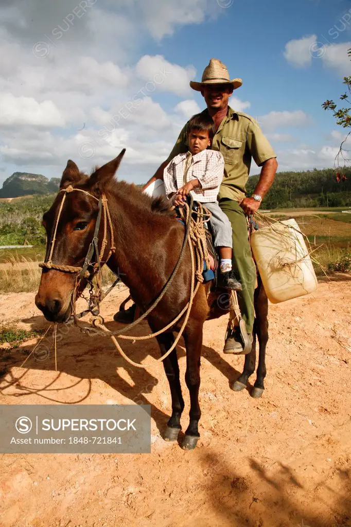 Tobacco farmer on horseback in Vinales, Cuba, Greater Antilles, Caribbean