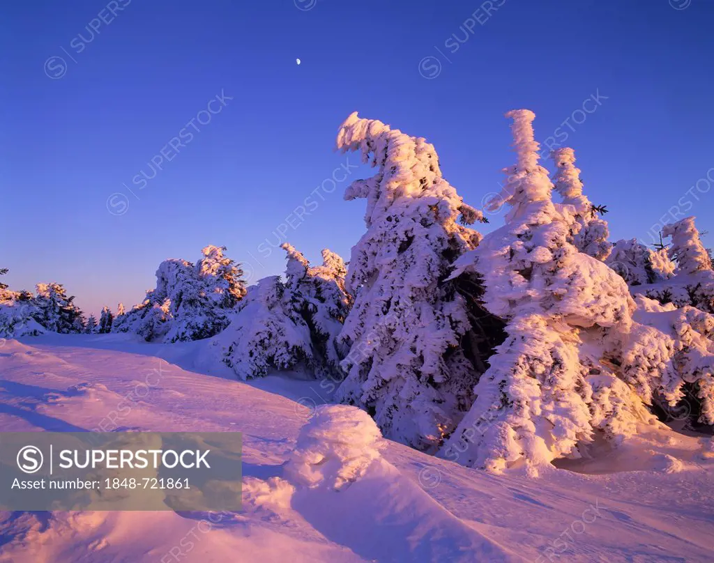 Snow-covered spruce trees on Brocken Mountain at sunset with the moon in the sky, Brocken, Harz National Park, Saxony-Anhalt, Germany, Europe