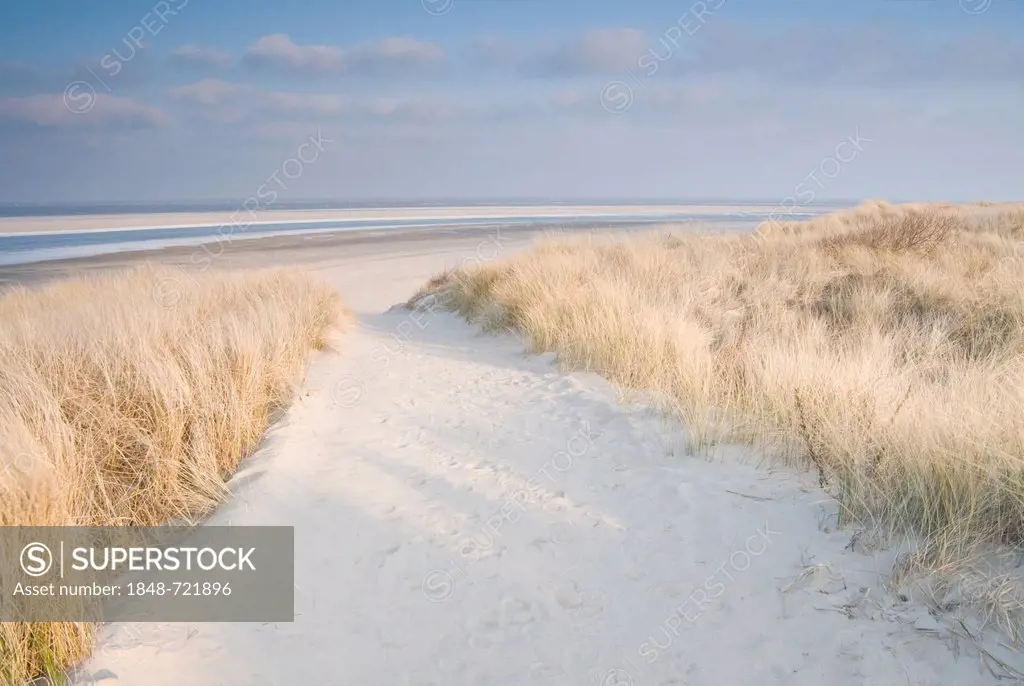 Dunes on Langeoog, Lower Saxony, Germany, Europe