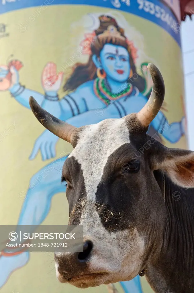 Holy cow in front of a huge Shiva painting at the ghats of Varanasi, Uttar Pradesh, India, Asia