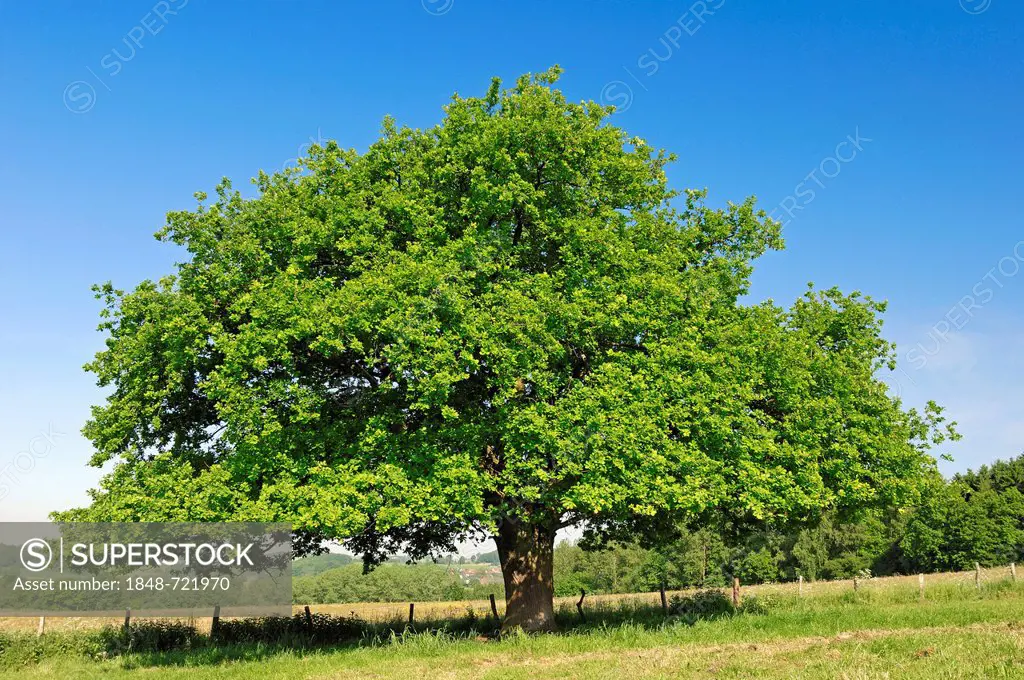 Pedunculate Oak, North Rhine-Westphalia, Germany / (Quercus robur, Quercus pedunculata) / Common Oak, European Oak, English Oak