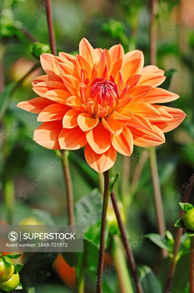 Dahlia Royal Diana (Dahlia sp.), flower