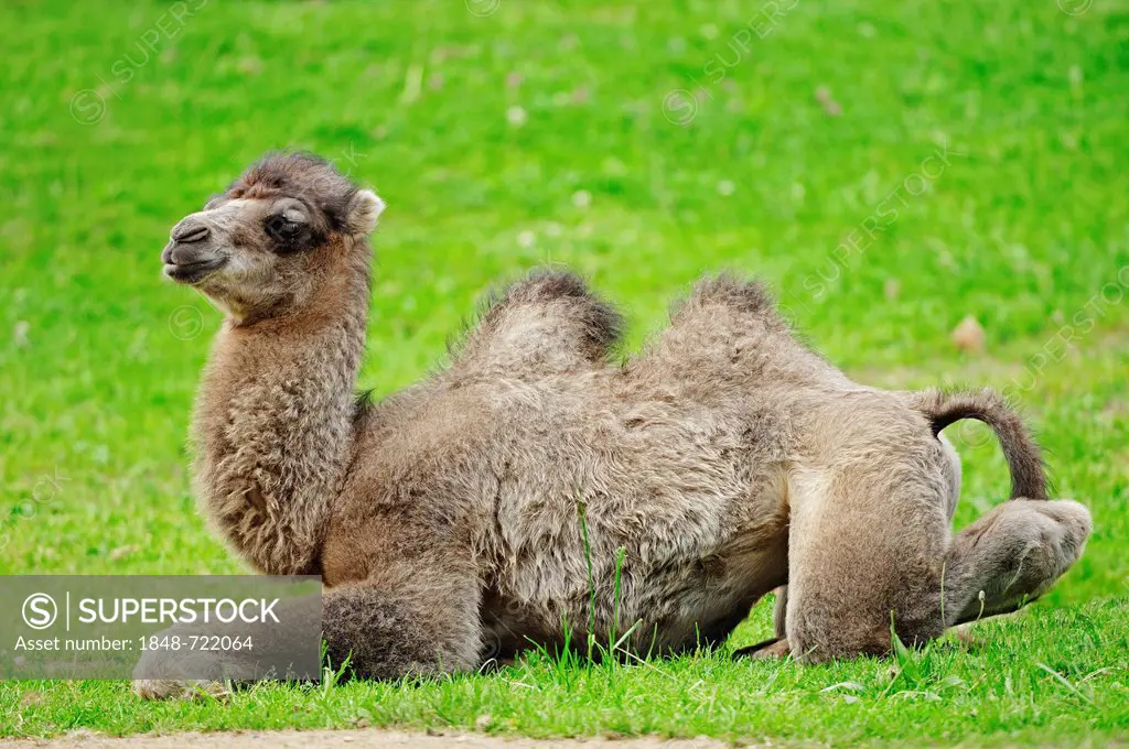 Young Bactrian Camel or Two-humped Camel (Camelus ferus bactrianus, Camelus bactrianus bactrianus), juvenile, Asian species, captive, North Rhine-West...