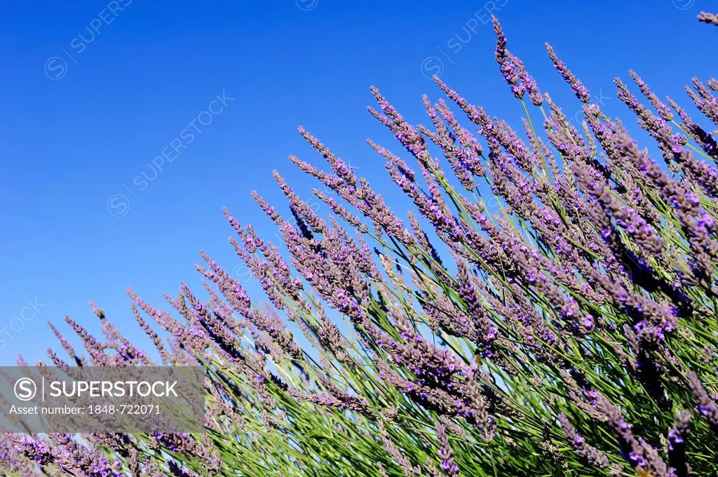 Blooming Lavender (Lavandula angustifolia), Vaucluse, Provence-Alpes-Cote d'Azur, Southern France, France, Europe, PublicGround