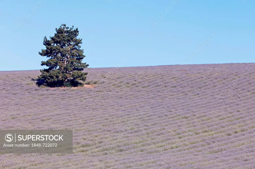 Blooming field of Lavender (Lavandula angustifolia), Vaucluse, Provence-Alpes-Cote d'Azur, Southern France, France, Europe, PublicGround