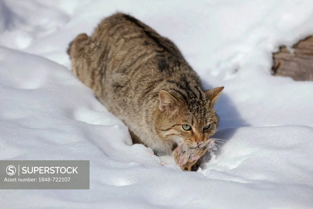 Wildcat (Felis silvestris), male, tomcat, in the snow, with mouse in fangs, enclosure, captive, Thuringia, Germany, Europe