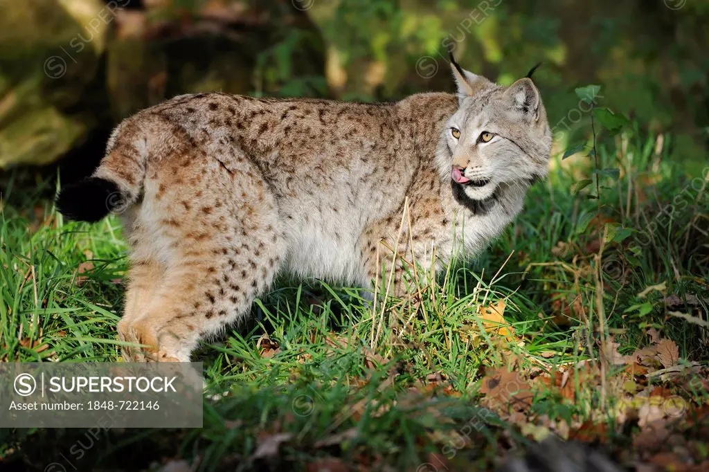 Lynx (Lynx lynx), Bavaria, Germany, Europe