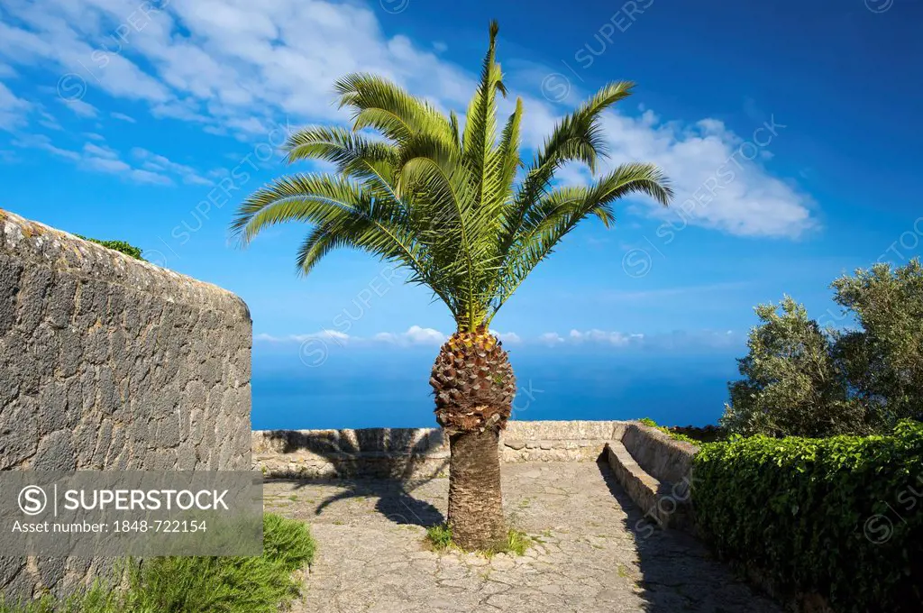 Eremita de Santissima Trinitat with palm tree, near Valldemossa, Valdemosa, Majorca, Balearic Islands, Spain, Europe