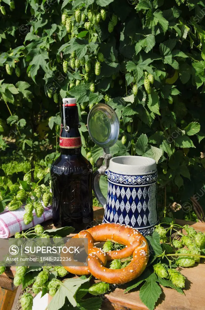 Beer mug or stein with the Bavarian diamond pattern, beer bottle and pretzel, in a hop garden, Mainburg, Hallertau, Bavaria, Germany, Europe