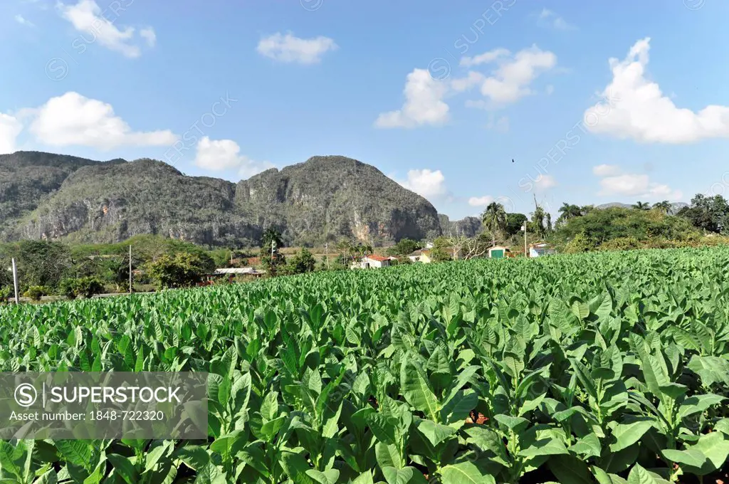 Tobacco plantation, tobacco leaves, Tobacco (Nicotiana), tobacco cultivation in the Valle de Vinales National Park, Vinales, Province of Pinar del Rio...