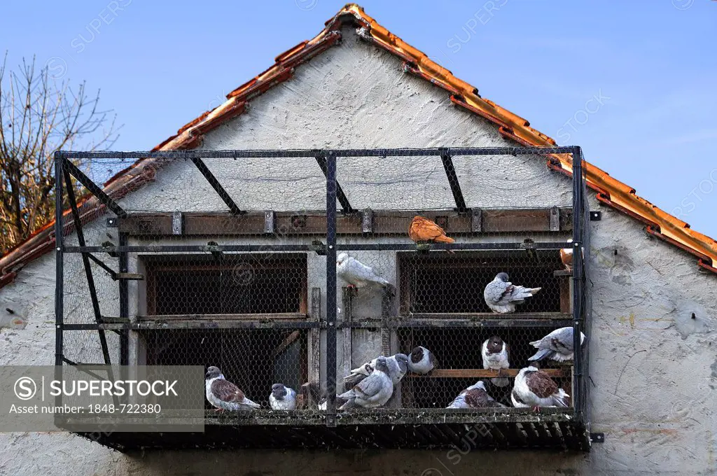 Carrier pigeons in a cage at a dovecote, Betzenstein, Upper Franconia, Bavaria, Germany, Europe