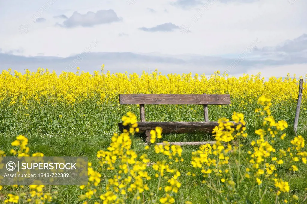 Wooden bench in a blooming canola field, Gossdorf, Saxon Switzerland, Saxony, Germany, Europe