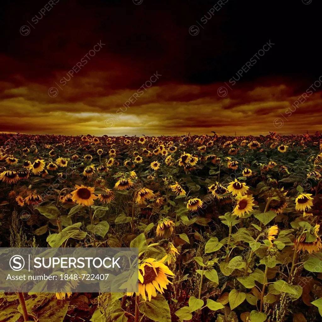 Sunflower field (Helianthus annuus), gloomy sky, Erfurt, Thuringia, Germany, Europe