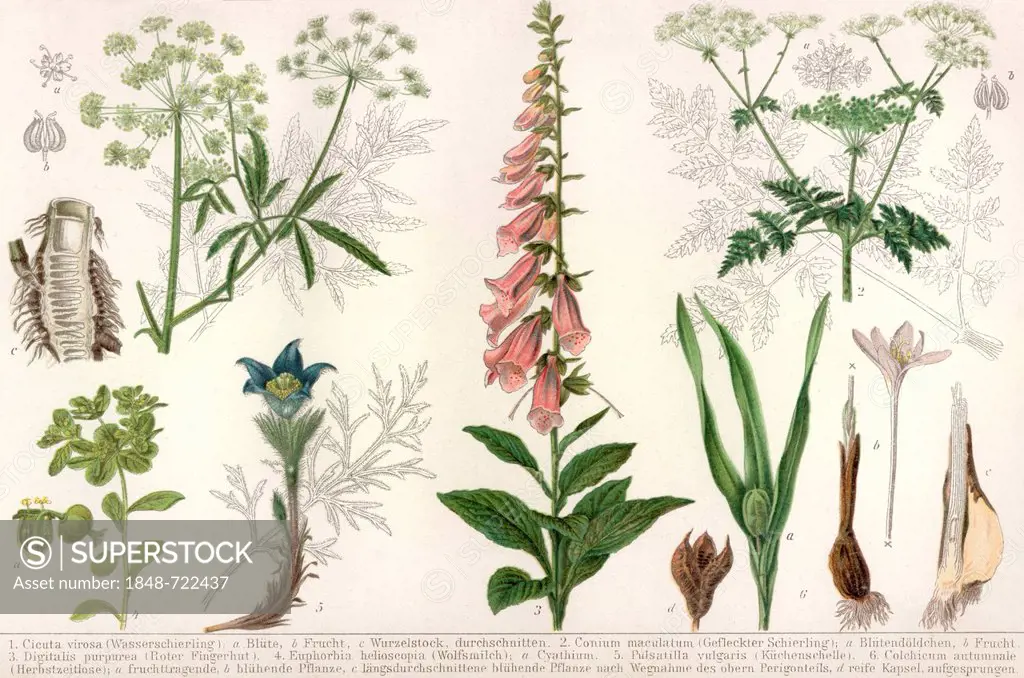 Historical illustration from the 19th Century, depiction of poisonous plants