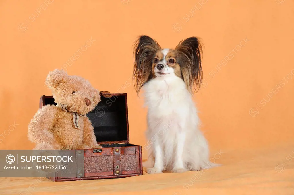 Papillon, sitting next to a suitcase with a teddy bear