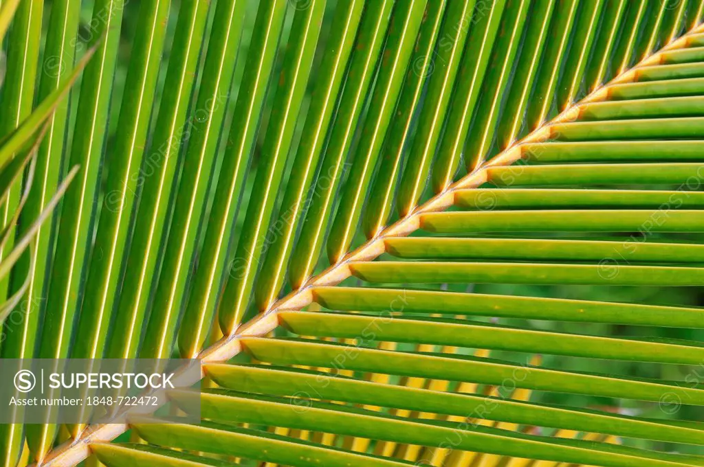 Frond of a Nipa or Attap Palm (Nypa fruticans), mangrove palm, Caya Coco, North Coast, Cuba, Greater Antilles, Caribbean, Central America, America