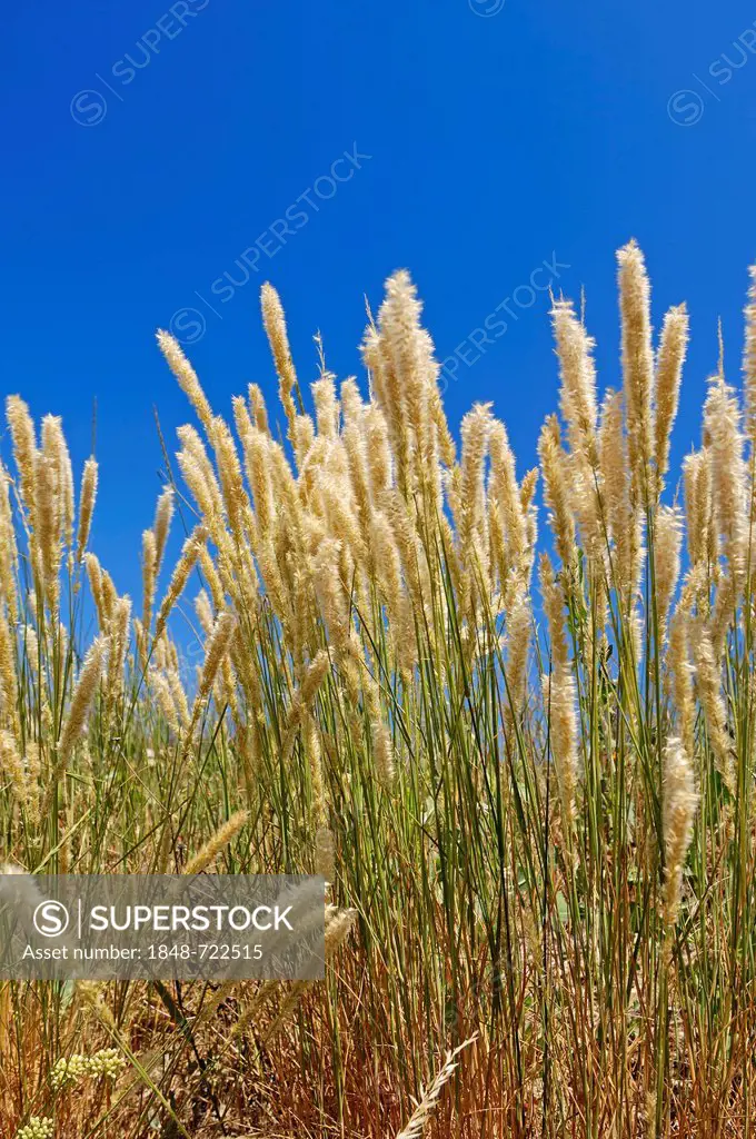 European Marram Grass or European Beachgrass (Ammophila arenaria), Provence, Southern France, France, Europe