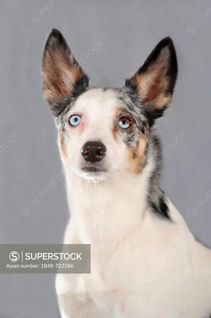 Mixed-breed dog, portrait