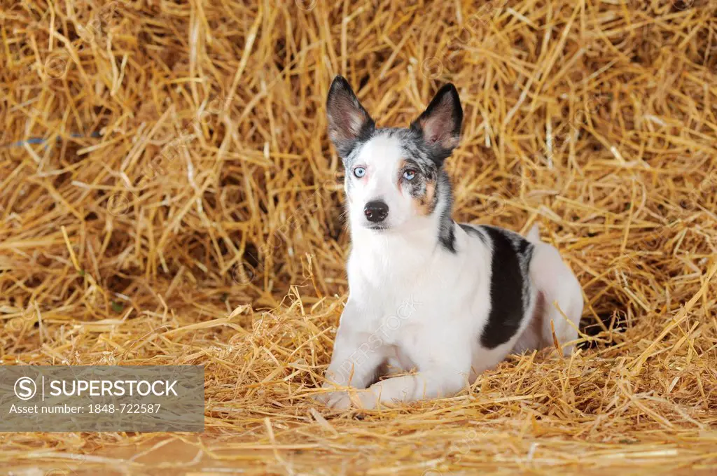Mixed-breed dog lying in the straw