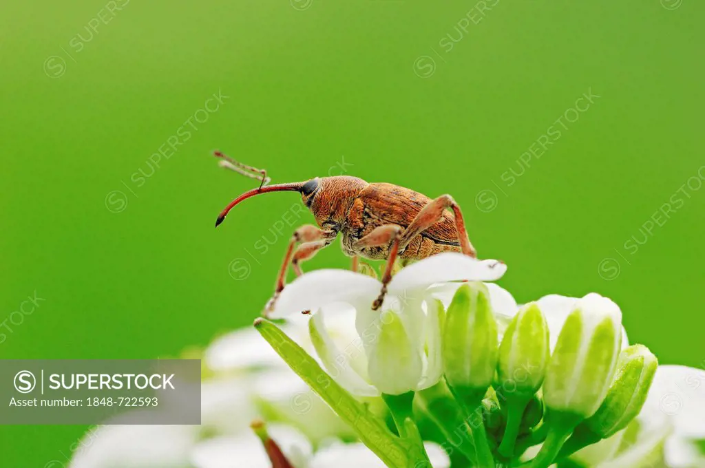 Acorn Weevil (Curculio venosus), North Rhine-Westphalia, Germany, Europe