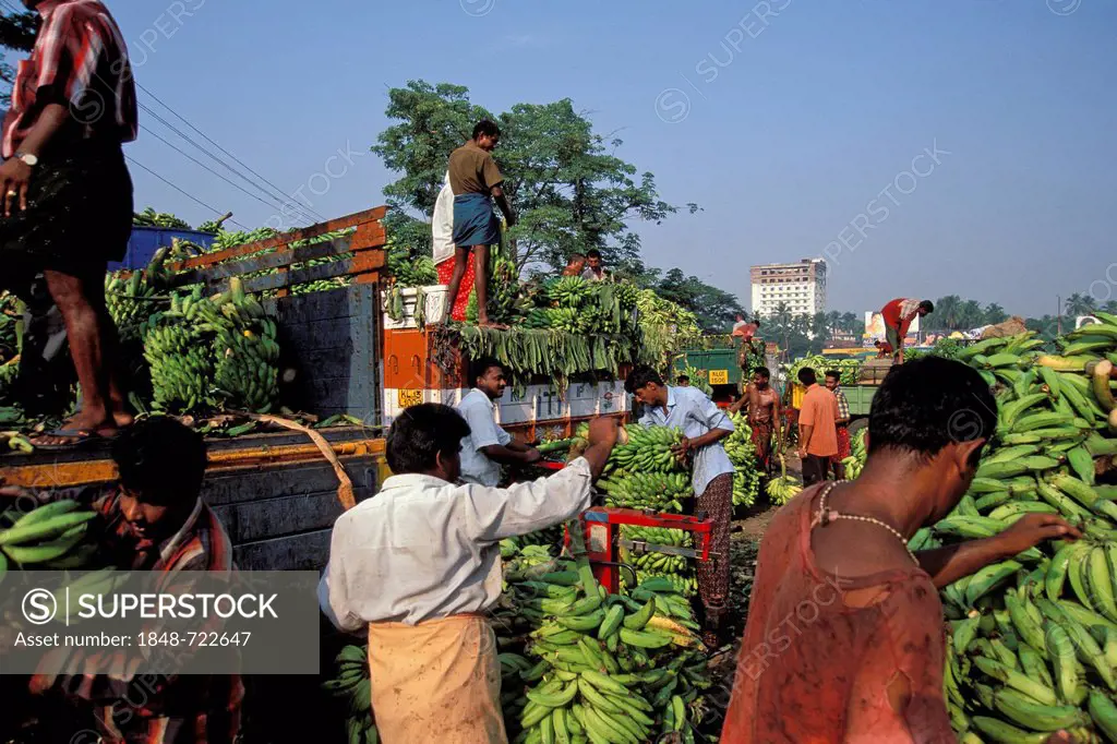 Banana being loaded at the banana market, Thrissur, Kerala, South India, Asia