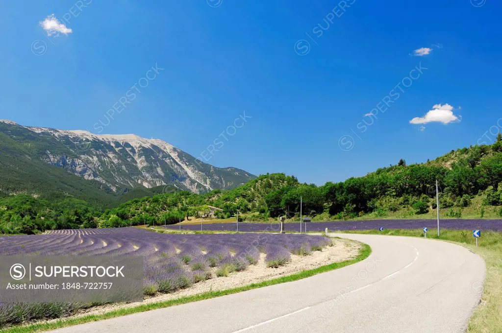 Street and a field of Lavender (Lavandula angustifolia) in front of Mont Ventoux, Vaucluse, Provence-Alpes-Cote d'Azur, Southern France, France, Europ...