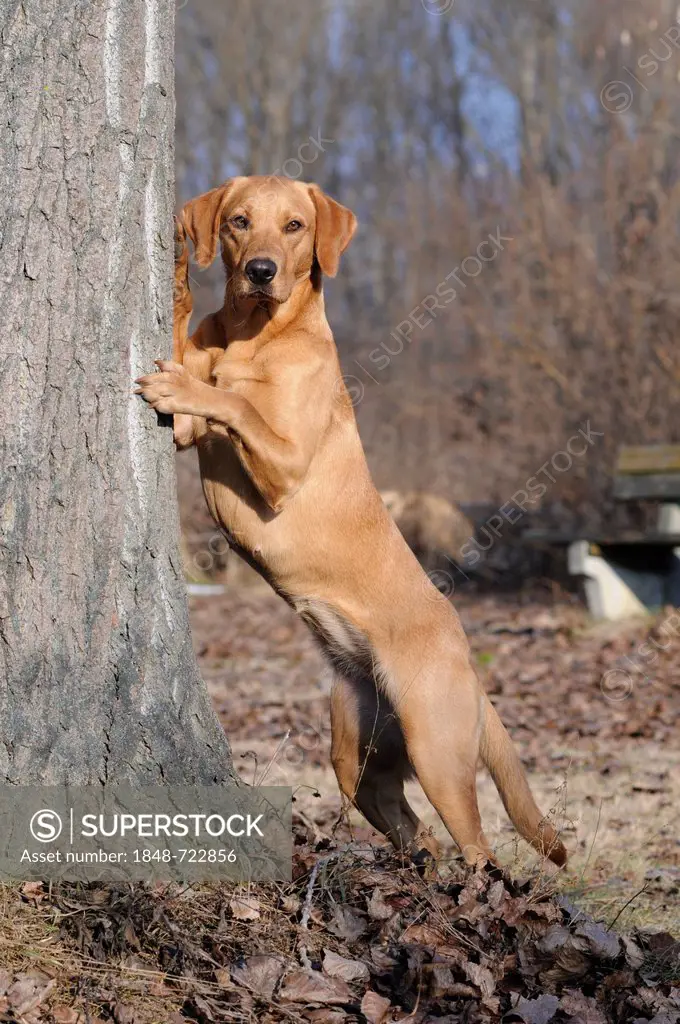 Labrador Retriever, female dog, standing erect against a tree trunk