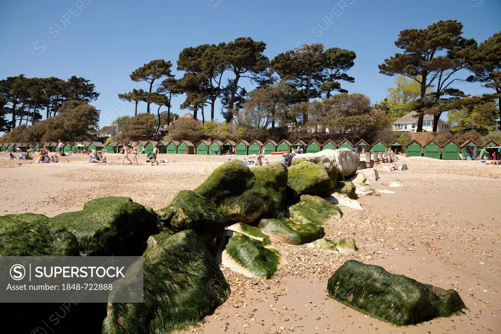 Seaweed covered stone groyne sea defence with green beach huts and pine trees, Mudeford, Dorset, England, United Kingdom, Europe