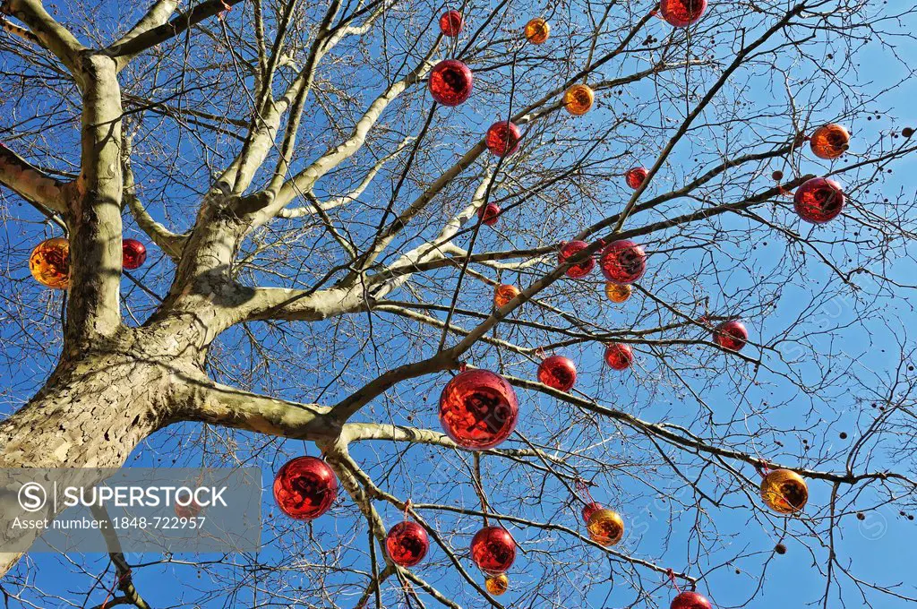 Sycamore (Platanus), decorated with Christmas baubles, Munich, Bavaria, Germany, Europe