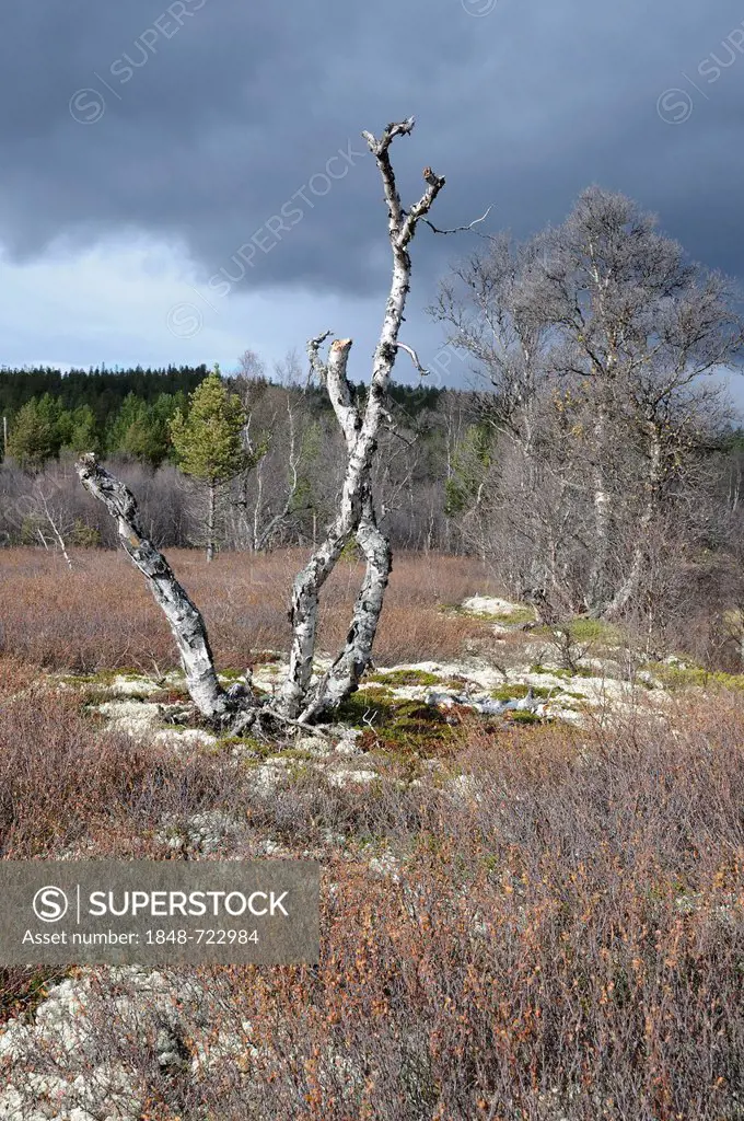 Landscape with dead trees in Rondane National Park, Norway, Europe