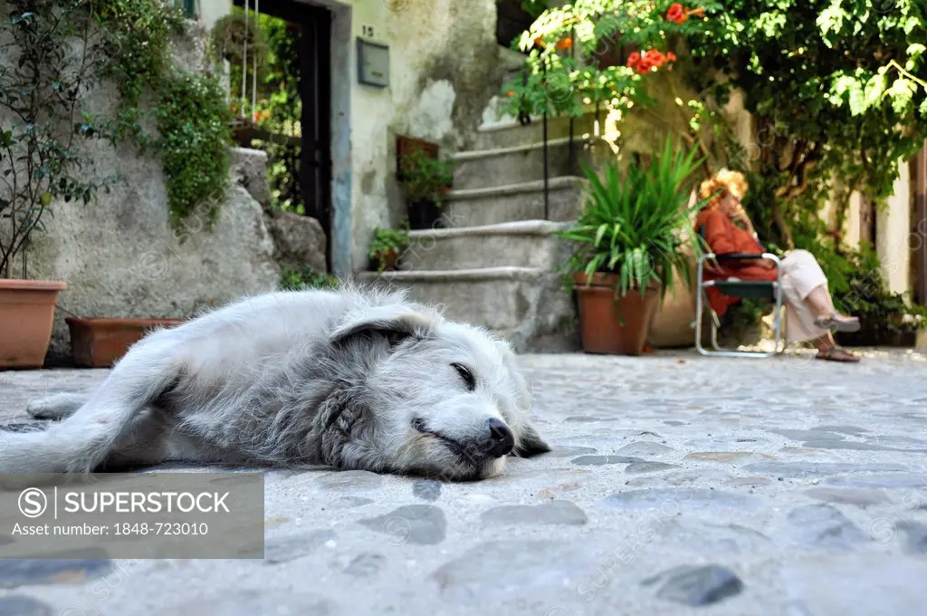 Sleeping dog in front of a house, main street, Via Garibaldi, the medieval town of Vecchia Calcata, valley of Valle del Treja, Lazio, Italy, Europe