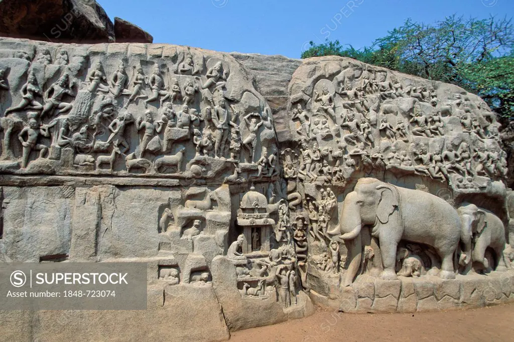 Bas-relief of the descent of Ganga or Arjuna's Penance, Mamallapuram or Mahabalipuram, Tamil Nadu, South India, India, Asia