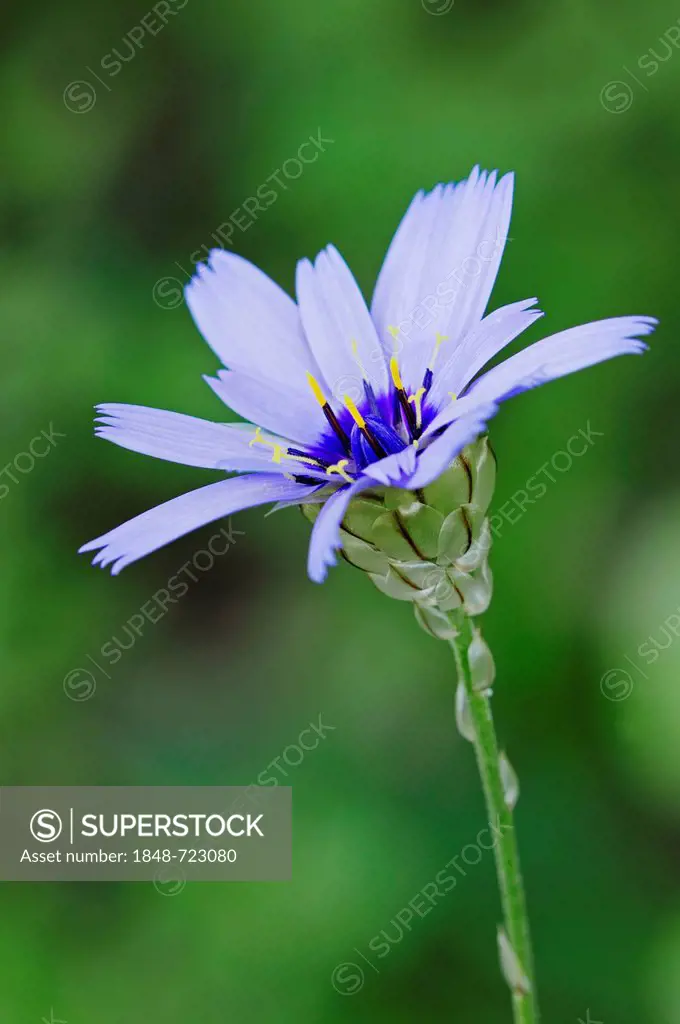 Blue Cupid's Dart, Provence, Southern France / (Catananche caerulea)