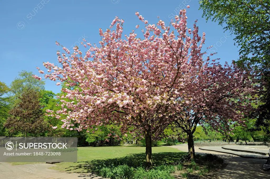 Japanese Kanzan cherry (Prunus serrulata), blossoming, Brandenburg, Germany, Europe
