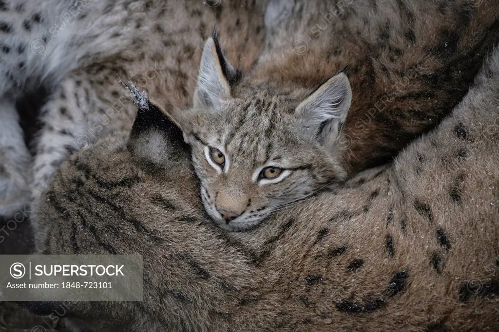 Lynx (Lynx lynx), cub cuddling with its mother, Bavarian Forest National Park, Bavaria, Germany, Europe