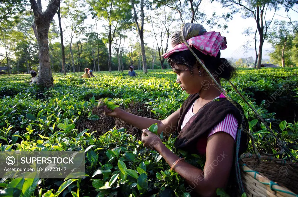 Woman plucking tea leaves, Assam tea gardens produce around 700, 000 kg of tea every year, Suban Siri, Assam, India, Asia