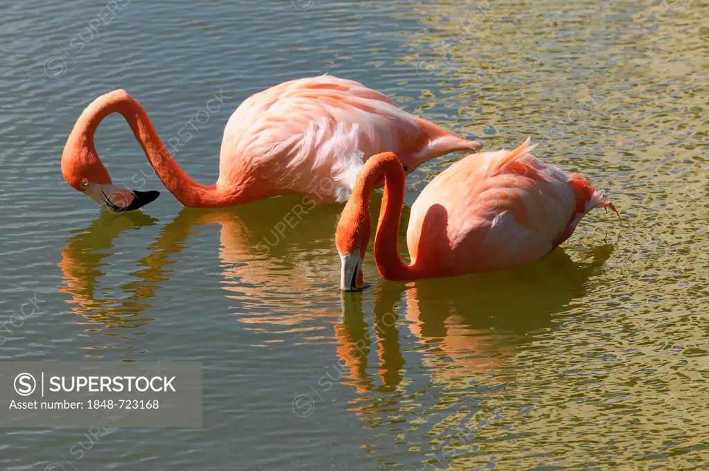 American or Caribbean Flamingo (Phoenicopterus ruber), Caya Coco, Cuba, Greater Antilles, Caribbean, Central America, America