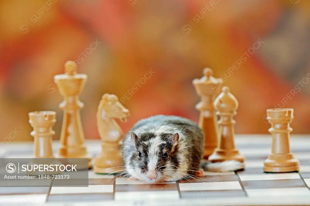 Mongolian Jird or Mongolian Gerbil (Meriones unguiculatus) on a chess board, Asian species, captive, North Rhine-Westphalia, Germany, Europe