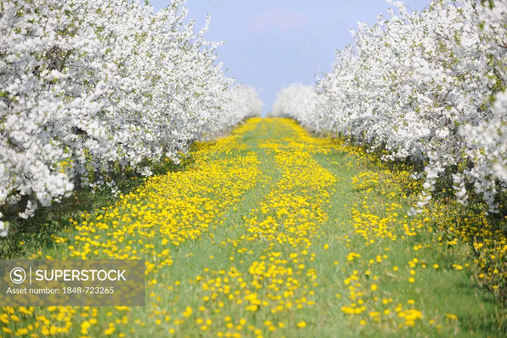 White blossoming fruit tree plantation with yellow Dandelions (Taraxacum sect. Ruderalia), Thuringia, Germany, Europe NON EXCLUSIVE USAGE FOR CALENDAR...